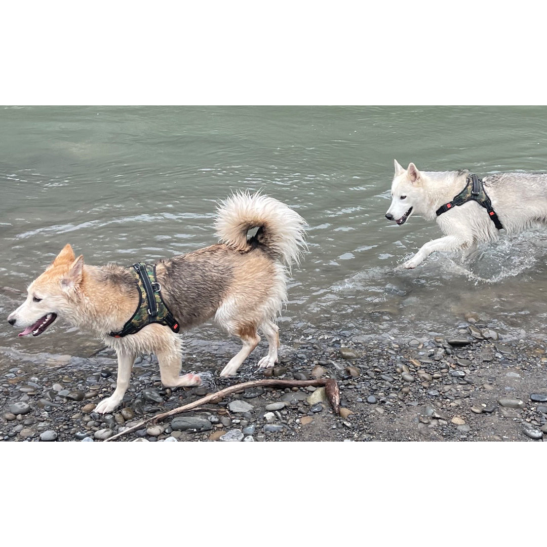 Sasquatch Printed Dog Harness