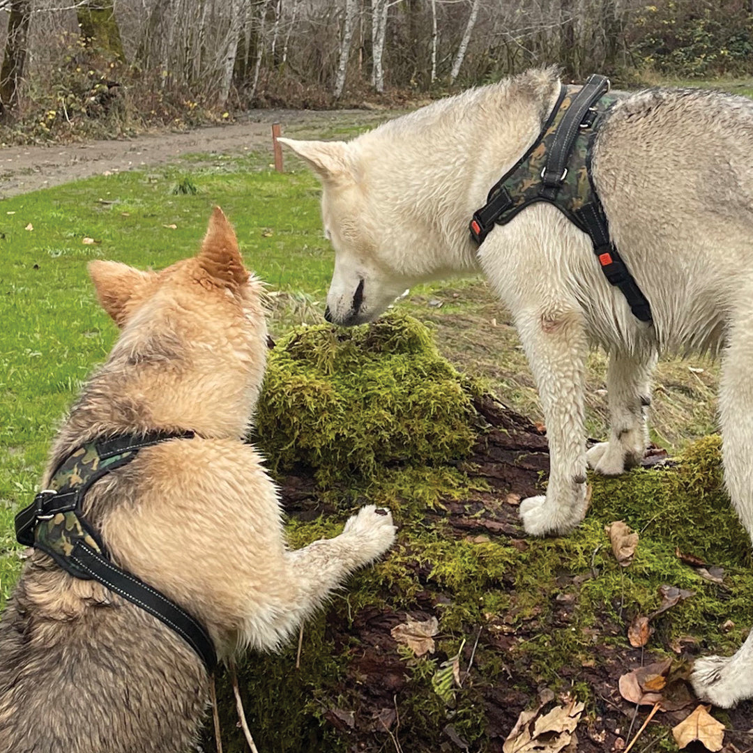 Sasquatch Printed Dog Harness
